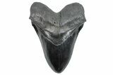 Serrated, Fossil Megalodon Tooth - South Carolina #289346-1